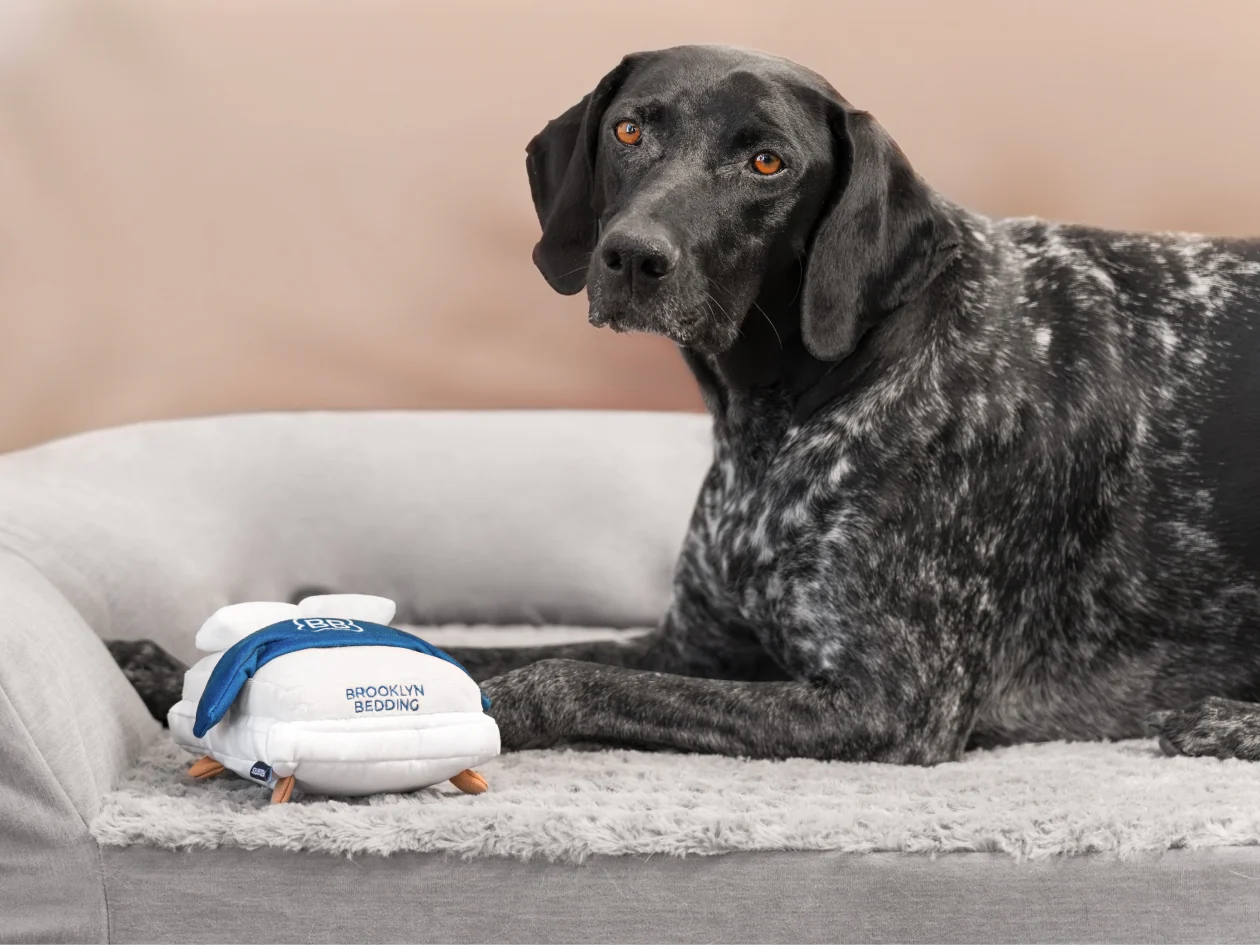 BB Pet Bed - Image 7